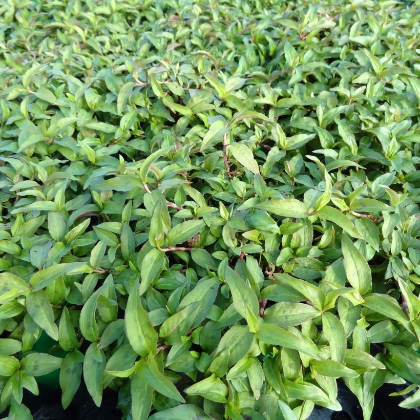 Coriandre vietnamienne - Persicaria odorata en plants (Plant habit)