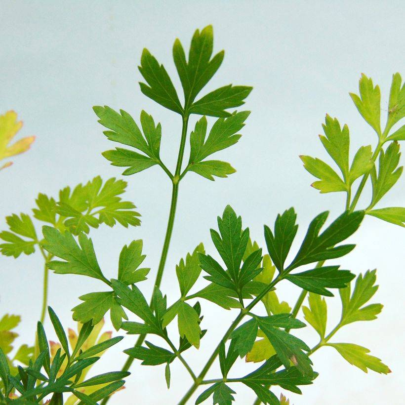 Persil Géant d'Italie BIO (Foliage)