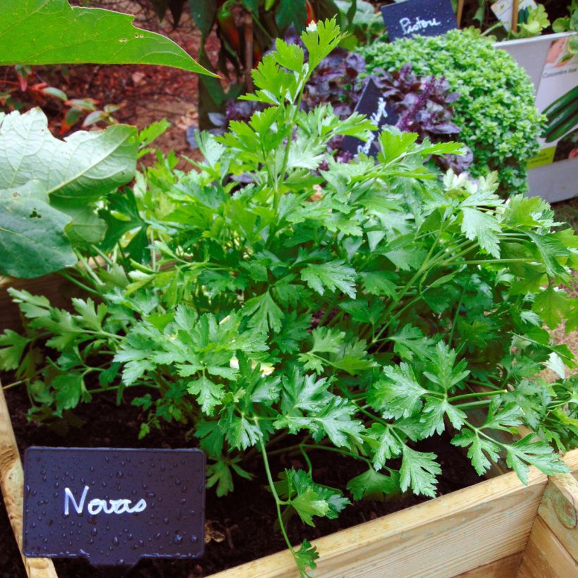 Persil Géant d'Italie race Novas - Vilmorin (Plant habit)