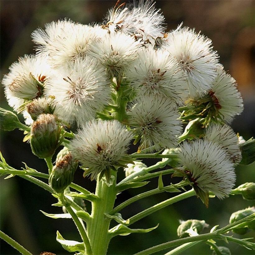 Petasites japonicus Giganteus - Pétasite japonaise Giganteus (Flowering)