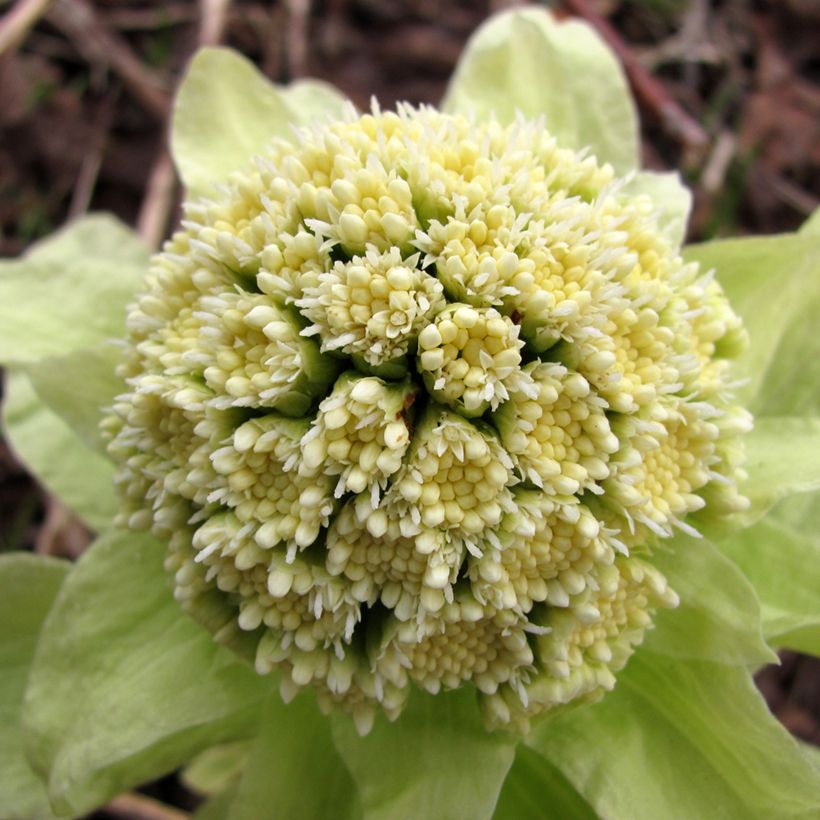 Petasites japonicus - Pétasite du Japon (Flowering)