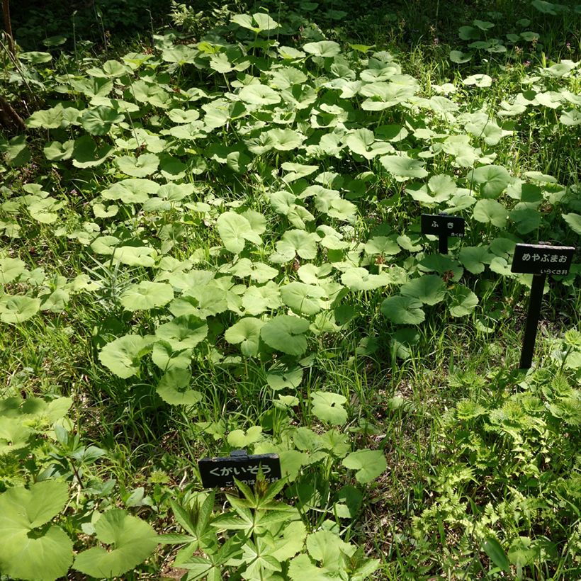 Petasites japonicus - Pétasite du Japon (Plant habit)
