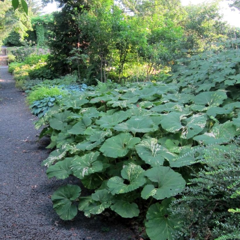 Petasites japonicus Variegatus - Pétasite japonaise Variegatus (Foliage)