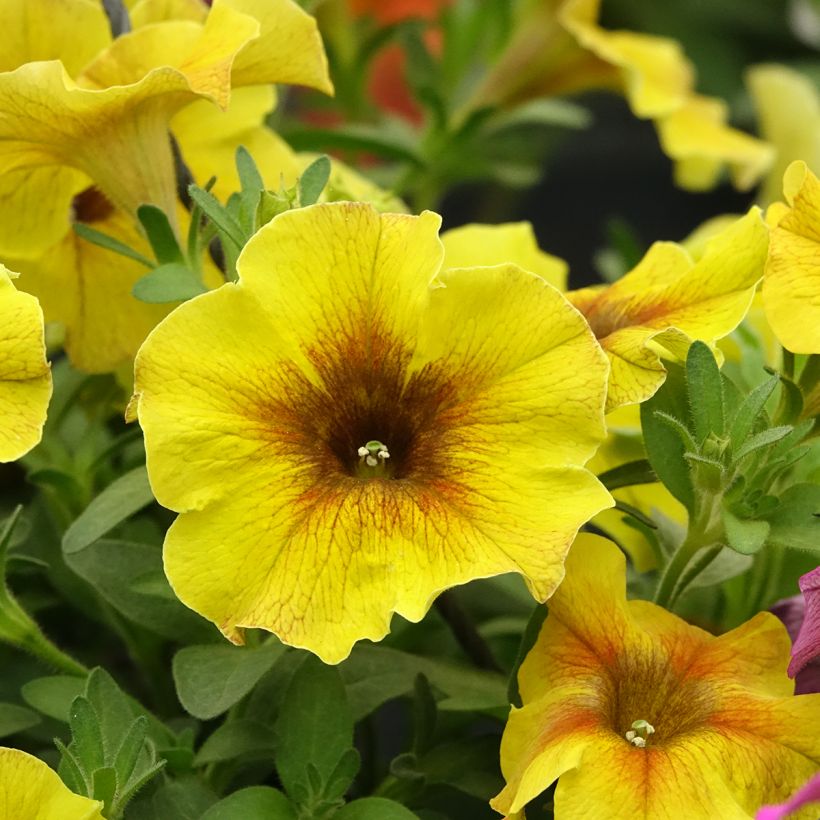 Pétunia BeautiCal Caramel Yellow - Petchoa hybrida (Flowering)