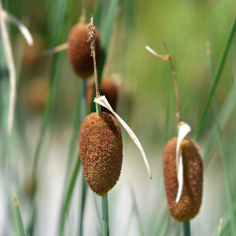 Petite massette - Typha minima (Flowering)