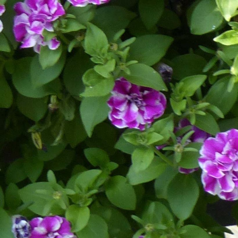 Pétunia Amarena Twist (Foliage)