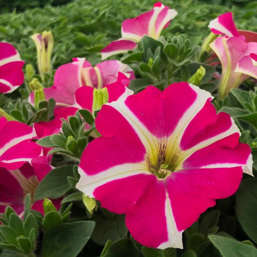 Pétunia Amore Pink Hearts (Flowering)