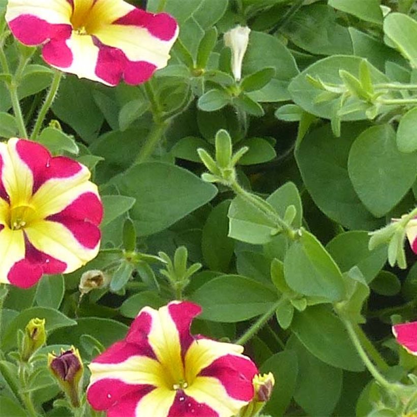 Pétunia Amore Queen of Hearts (Foliage)