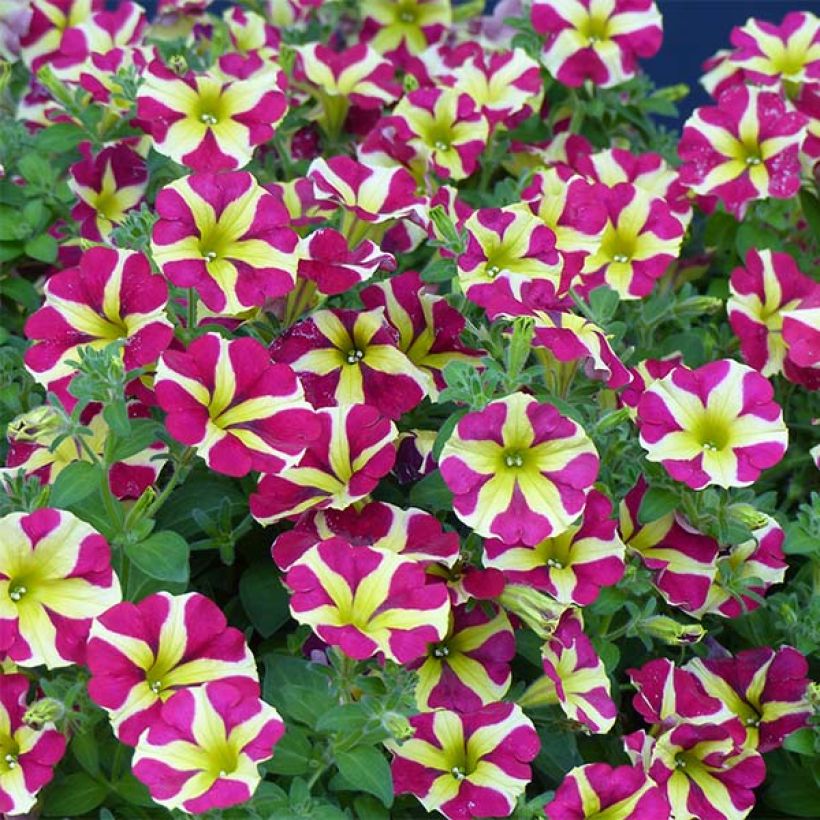 Pétunia Amore Queen of Hearts (Flowering)