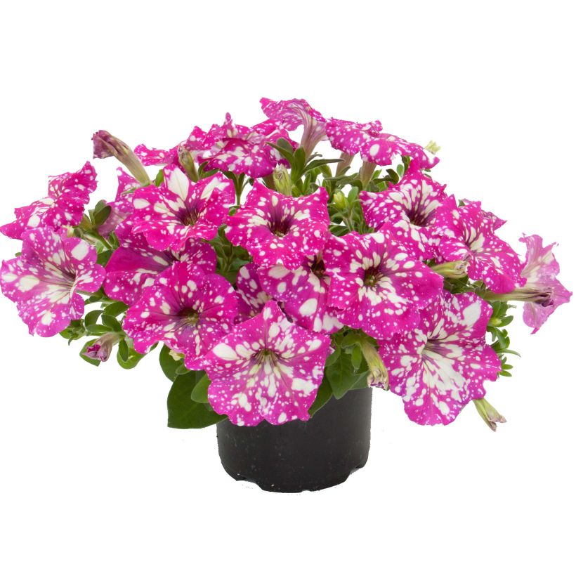 Pétunia Royal Sky (Plant habit)