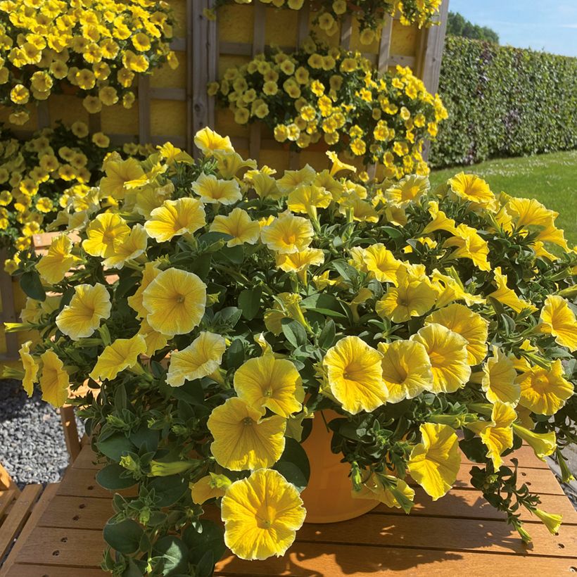 Pétunia Bee's Knees (Flowering)