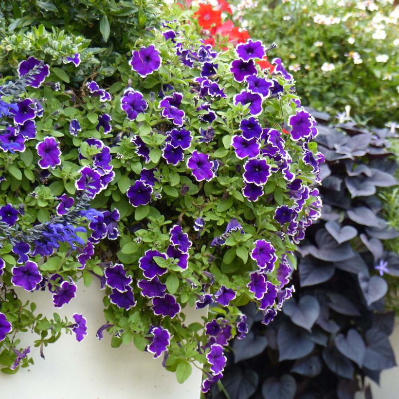 Pétunia Blue Picotee (Plant habit)