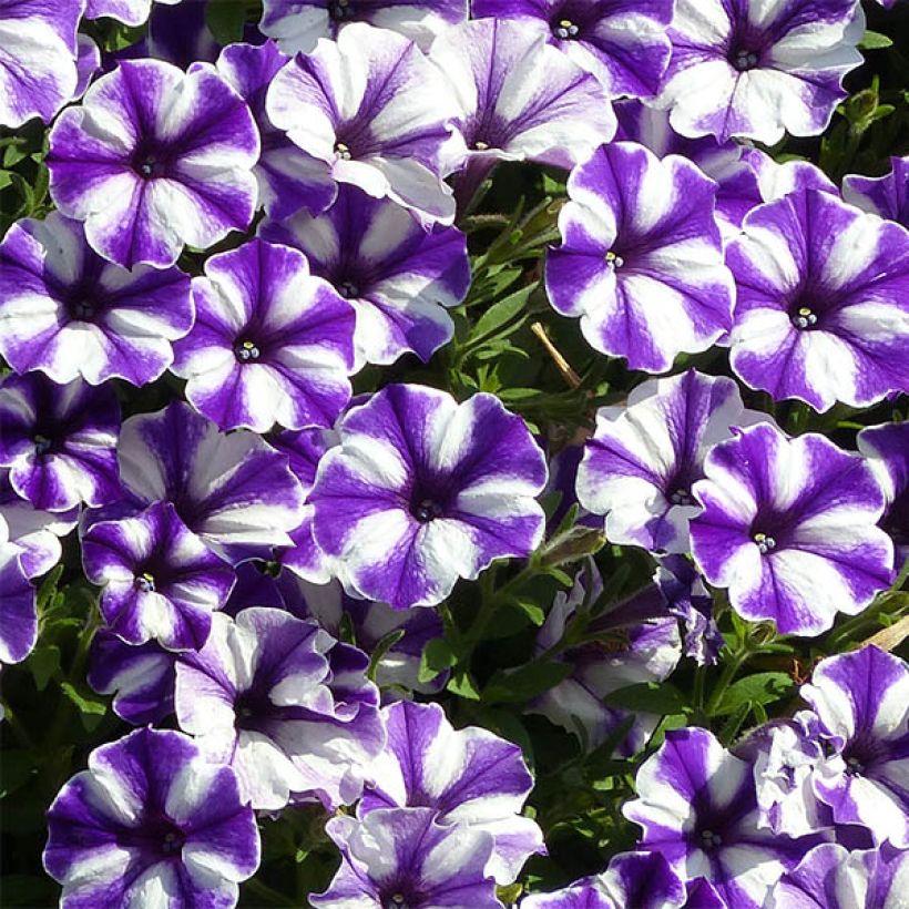 Pétunia Blueberry Star (Flowering)