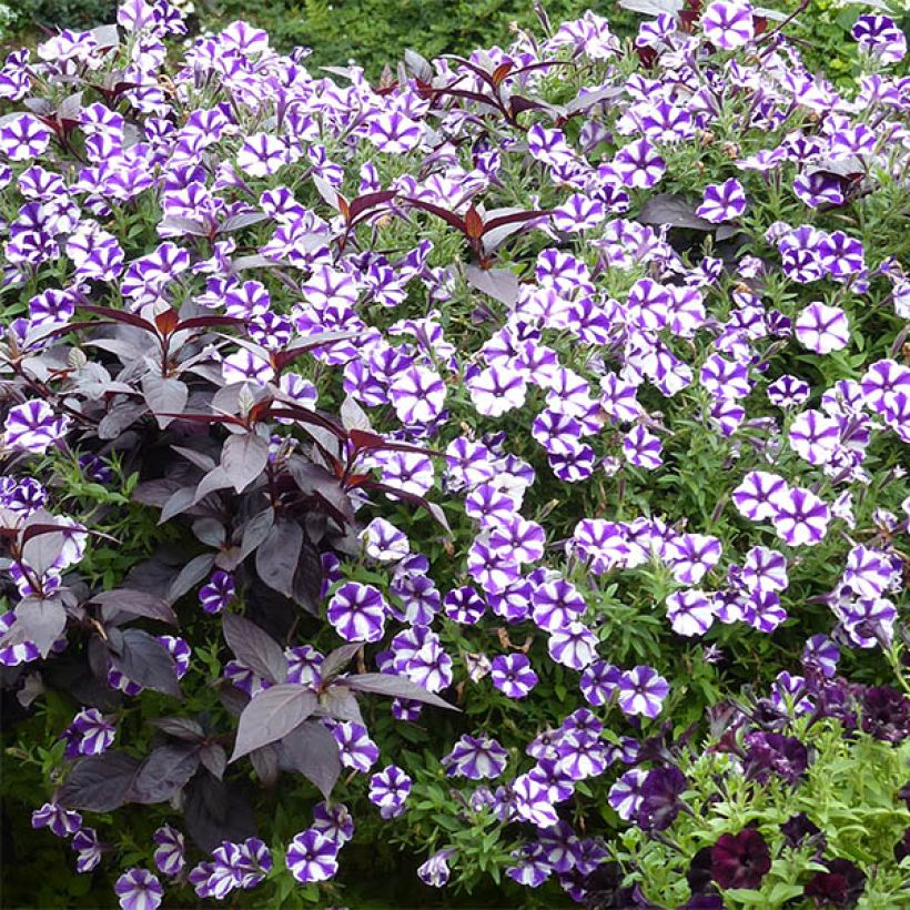 Pétunia Blueberry Star (Plant habit)
