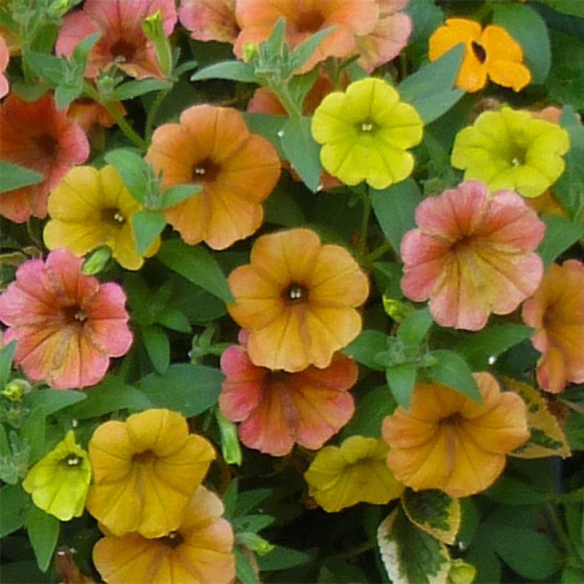 Pétunia Cascadias Indian Summer (Flowering)