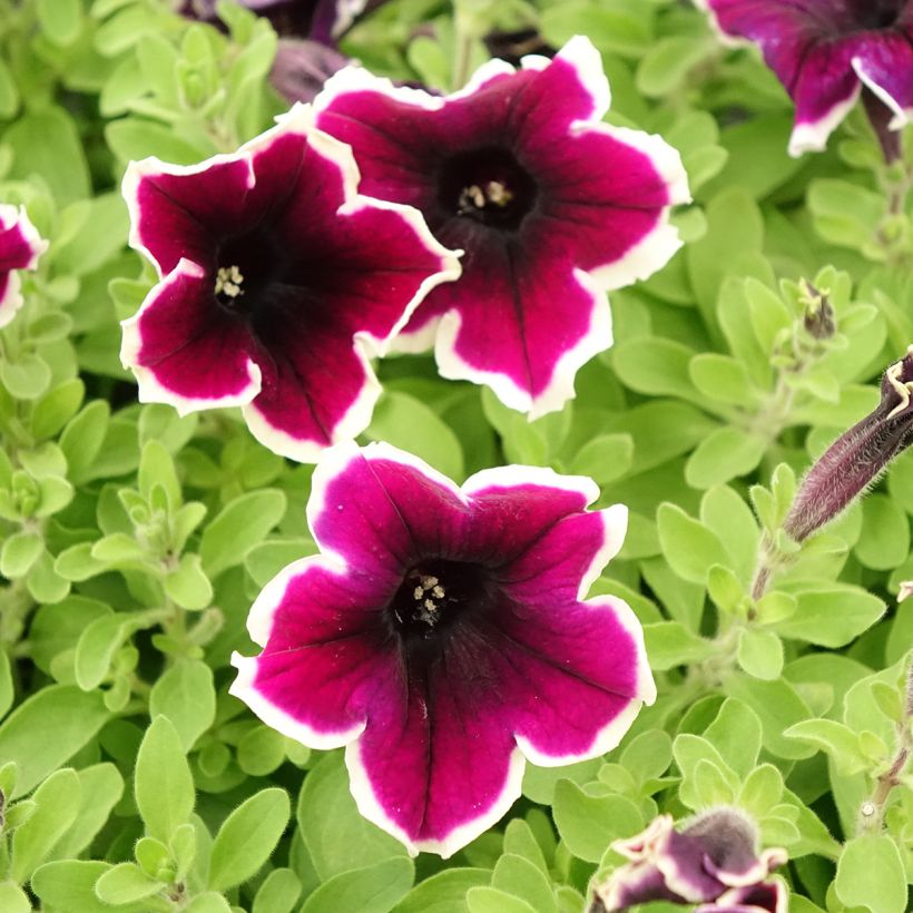 Pétunia Cardinal Rim (Flowering)