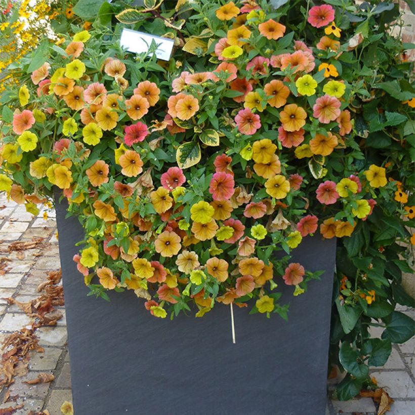 Pétunia Cascadias Indian Summer (Plant habit)