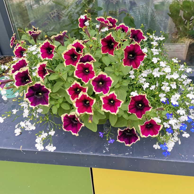 Pétunia Cascadias Rim Magenta (Plant habit)