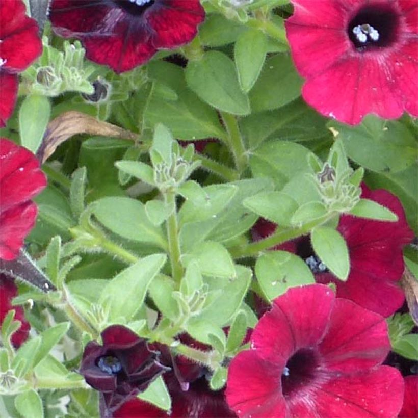 Pétunia Chocolina (Foliage)