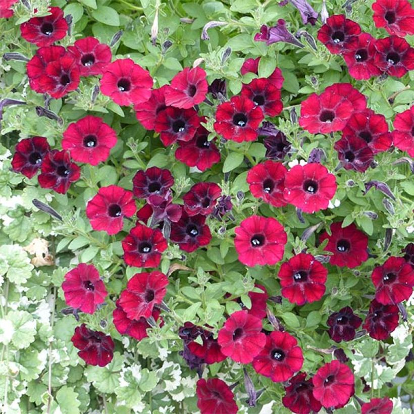 Pétunia Chocolina (Flowering)