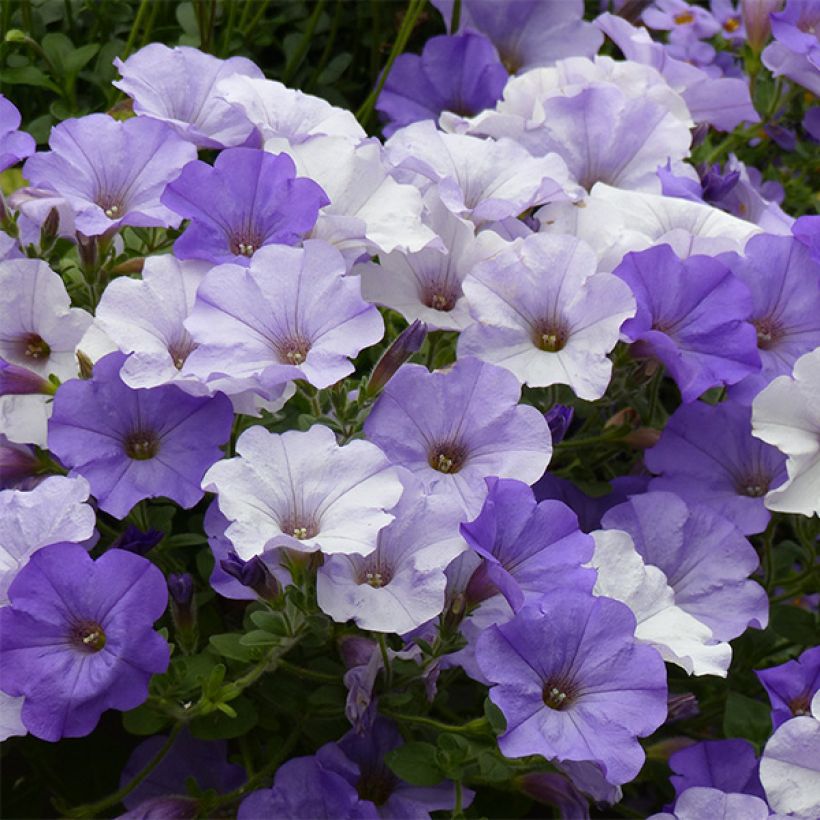 Pétunia Conchita Azur (Flowering)
