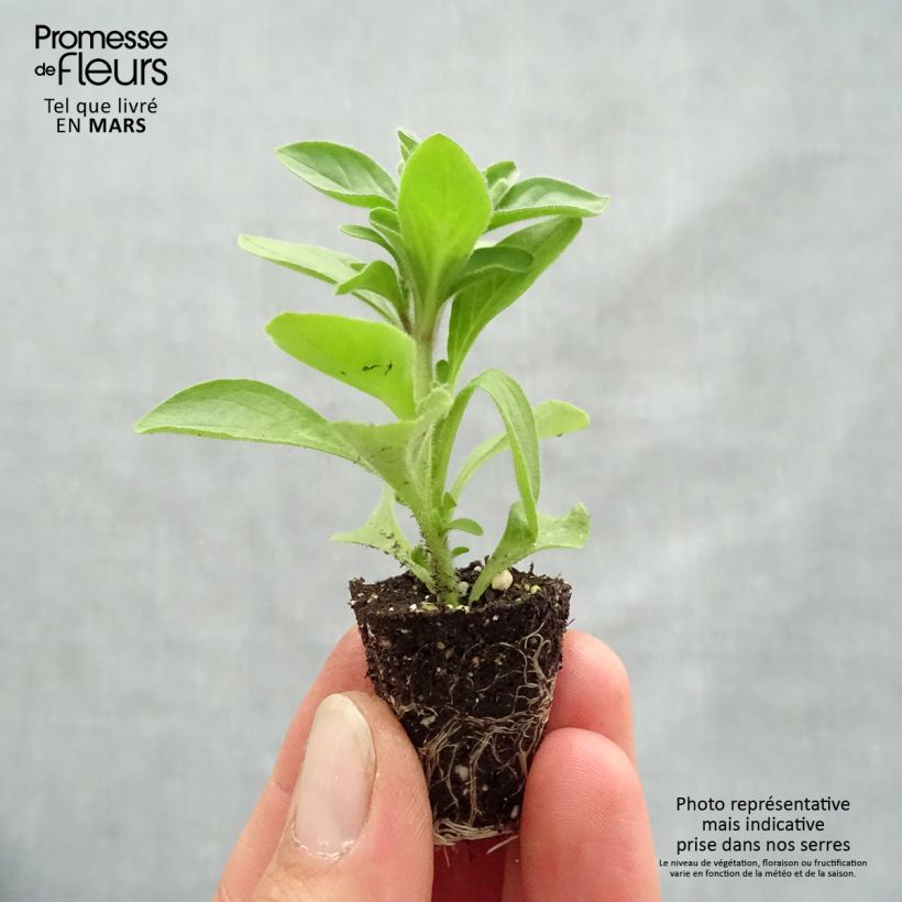 Example of Pétunia Mambo en mélange Mini-motte Ø 1,5/2,5 cm as you get in printemps