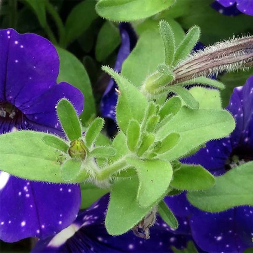 Pétunia Night Sky (Foliage)