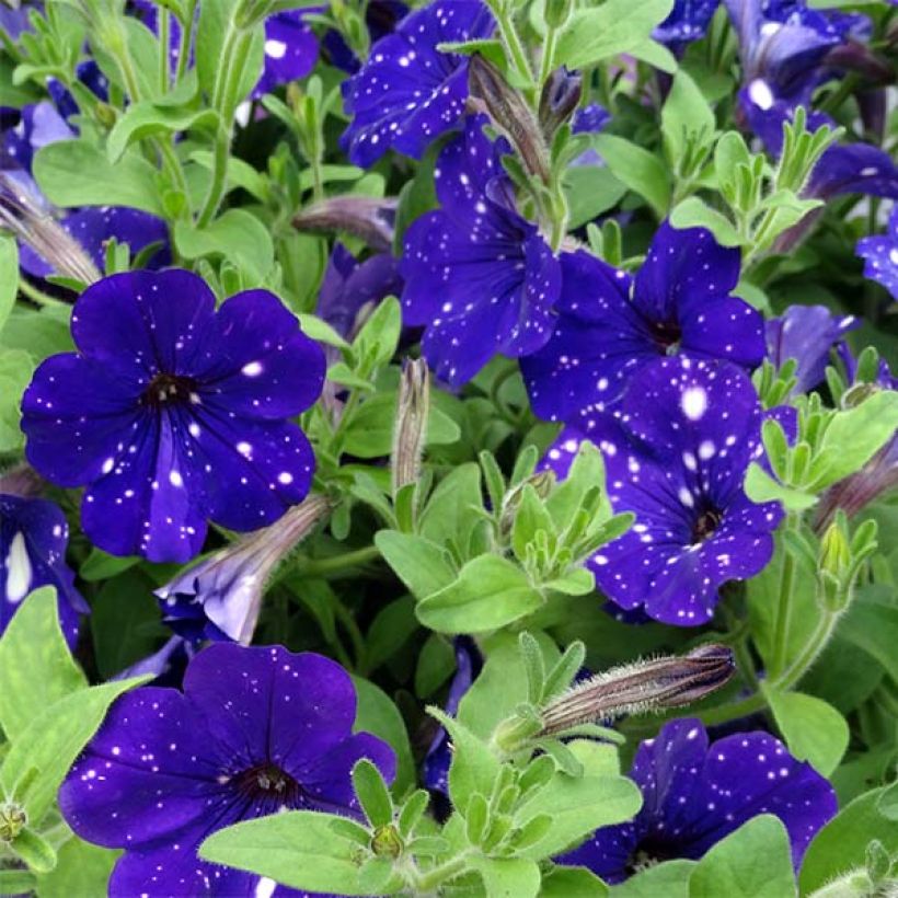 Pétunia Night Sky (Flowering)