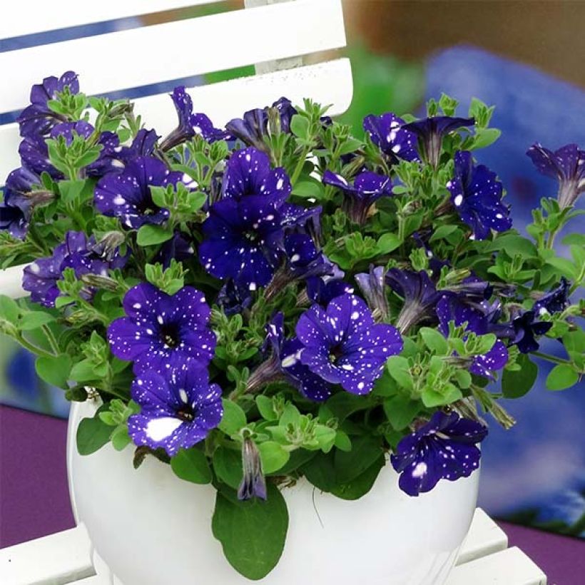Pétunia Night Sky (Plant habit)