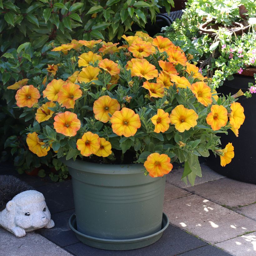 Petunia BeautiCal Sunset Orange - Petchoa hybrida (Plant habit)