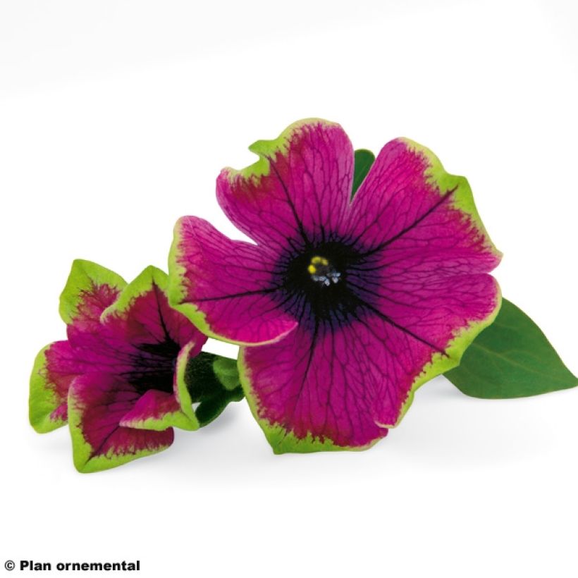 Pétunia Pretty Much Picasso (Flowering)