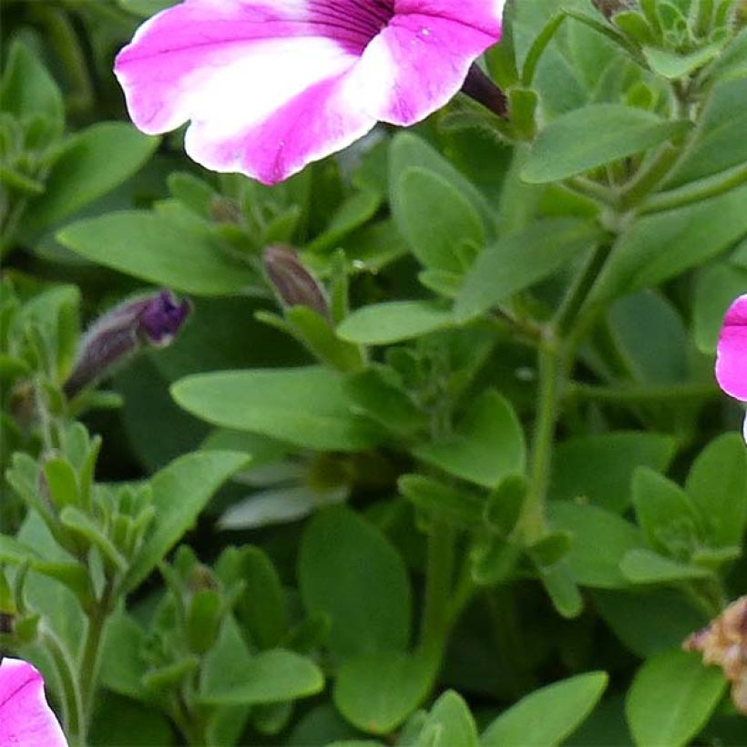 Pétunia Supertunia Raspberry Star (Foliage)