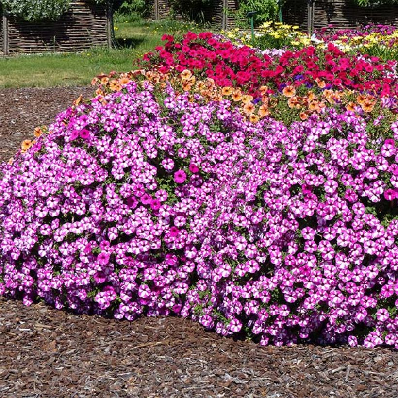 Pétunia Supertunia Raspberry Star (Plant habit)