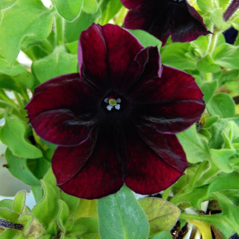 Pétunia Sophistica Blackberry (Flowering)