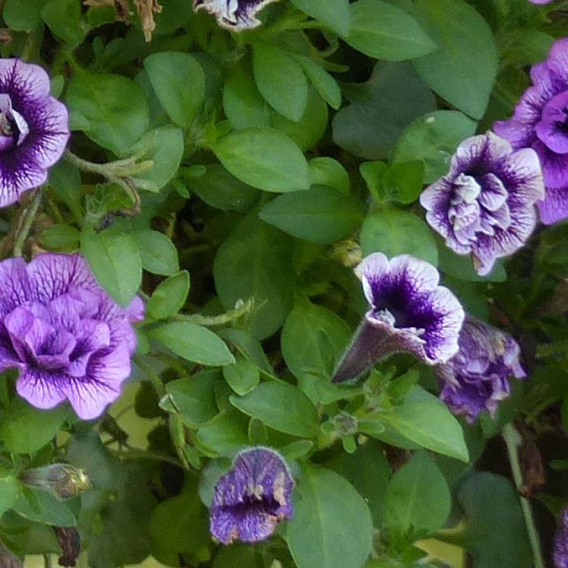 Pétunia Sugar Plum (Foliage)