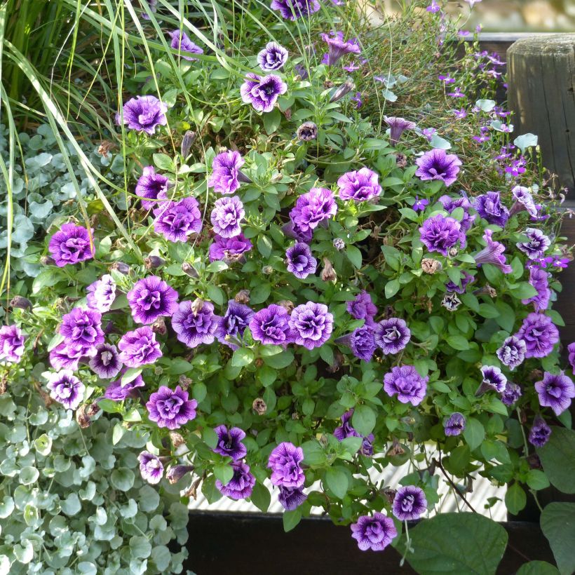 Pétunia Sugar Plum (Plant habit)
