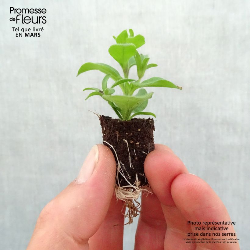 Example of Petunia SuperCal Red Maple - Petchoa hybrida Mini-motte Ø 1,5/2,5 cm as you get in printemps
