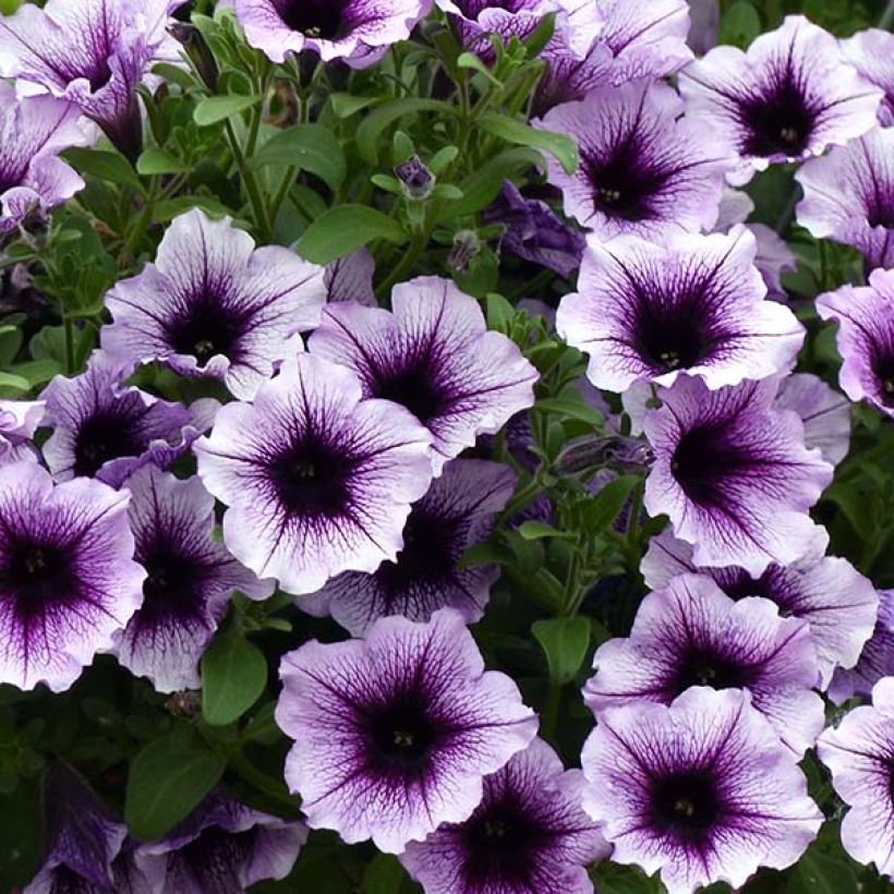 Pétunia Supertunia Bordeaux (Flowering)