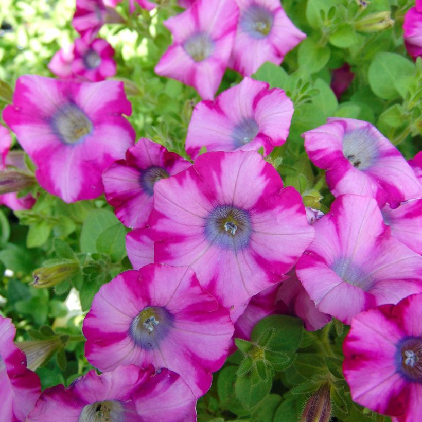 Pétunia Supertunia Mini Blast Rose (Flowering)