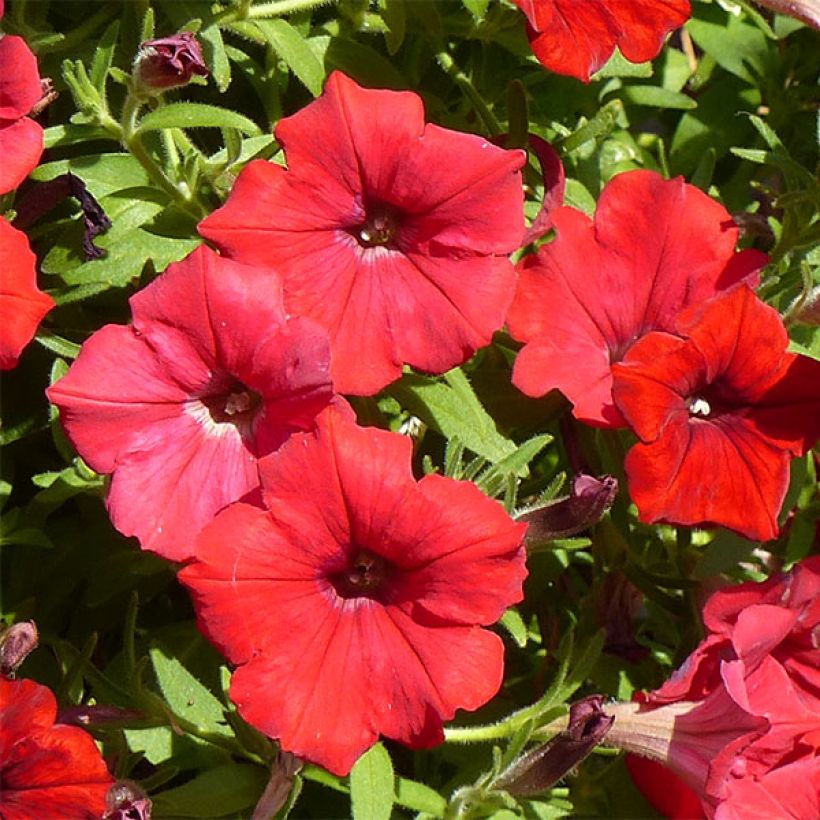 Pétunia Surfinia Deep Red rouge foncé (Flowering)