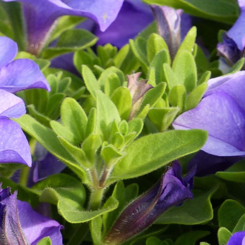 Pétunia Surfinia Heavenly Blue (Foliage)