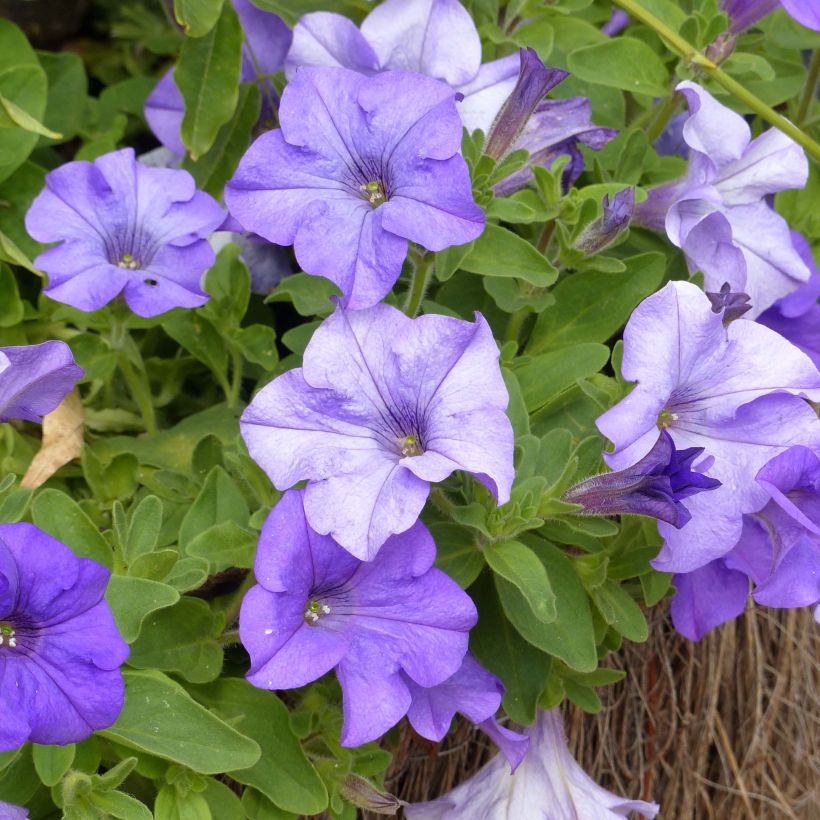 Pétunia Surfinia Heavenly Blue (Flowering)