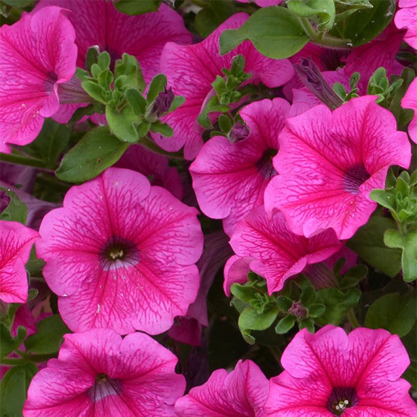 Pétunia Surfinia Hot Pink rose vif (Flowering)