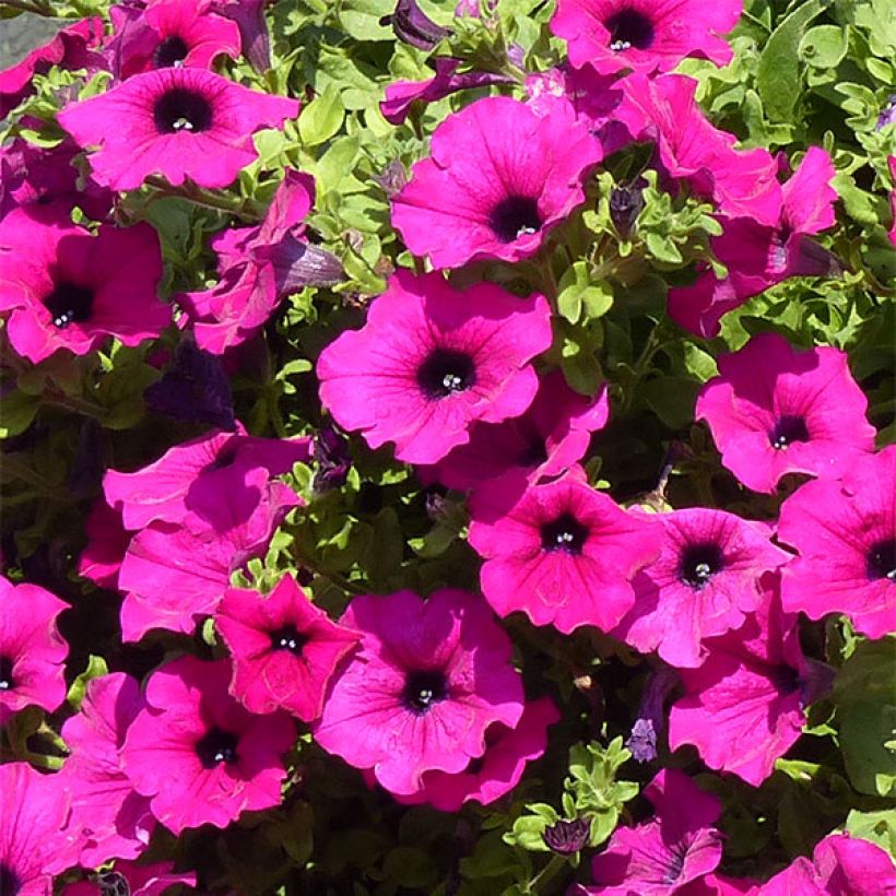 Pétunia Surfinia Purple (Flowering)