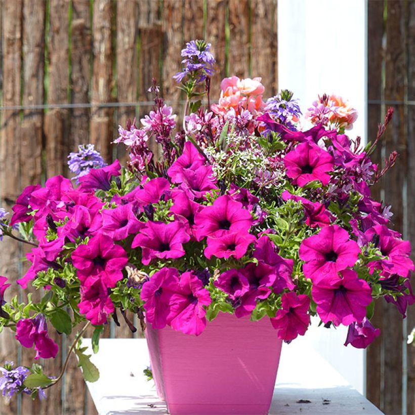 Pétunia Surfinia Purple (Plant habit)