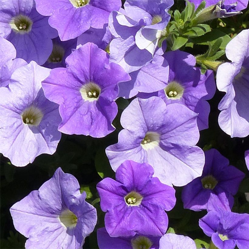 Pétunia Surfinia Sky Blue (Flowering)