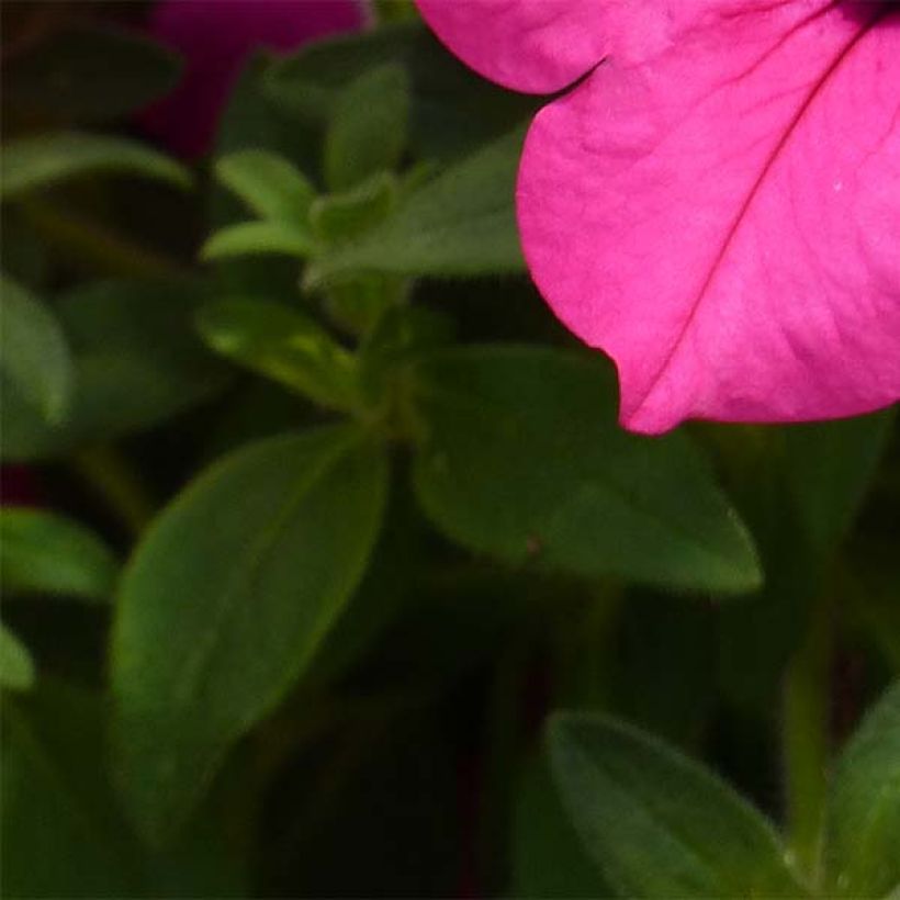 Pétunia Surfinia Sumo Rose (Foliage)