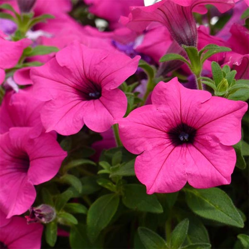 Pétunia Surfinia Sumo Rose (Flowering)