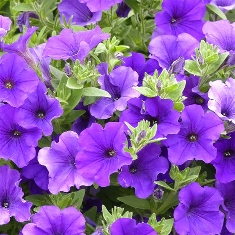Pétunia Surfinia Giant Blue (Flowering)