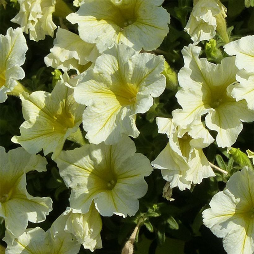 Pétunia Surfinia Yellow Dream (Flowering)
